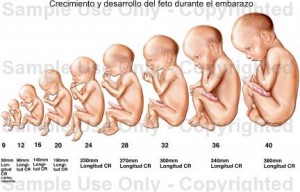 evolucion-del-feto